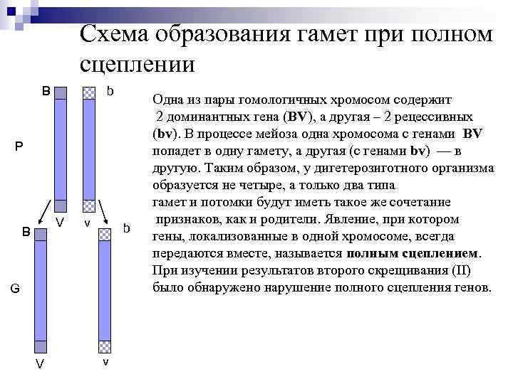 Схема образования гамет при полном сцеплении B b P V B v b G