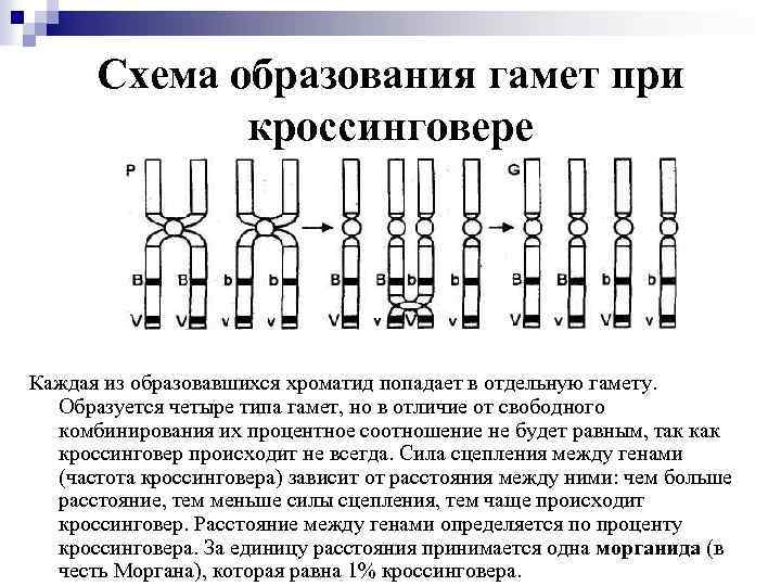 Схема образования гамет при кроссинговере Каждая из образовавшихся хроматид попадает в отдельную гамету. Образуется