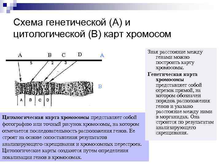 Схема генетической (А) и цитологической (В) карт хромосом A B C D A B