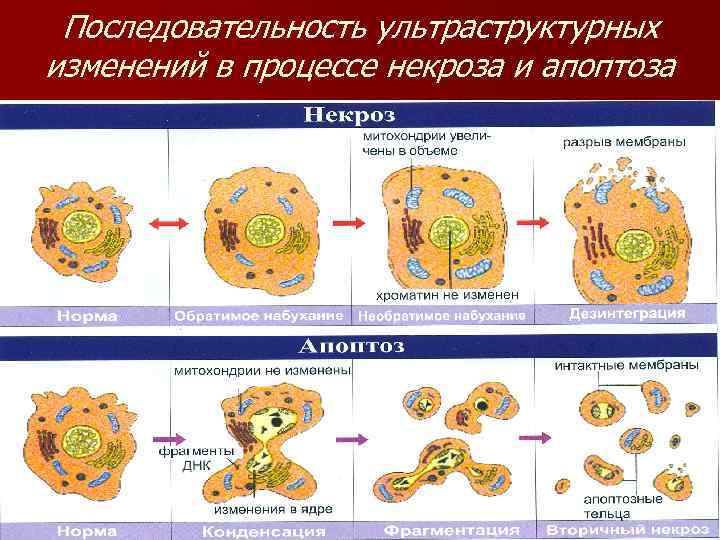 Последовательность ультраструктурных изменений в процессе некроза и апоптоза 