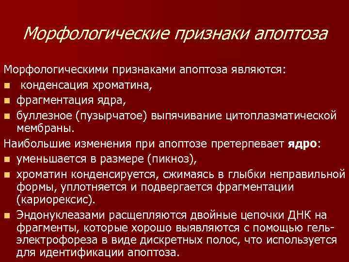 Морфологические признаки апоптоза Морфологическими признаками апоптоза являются: n конденсация хроматина, n фрагментация ядра, n