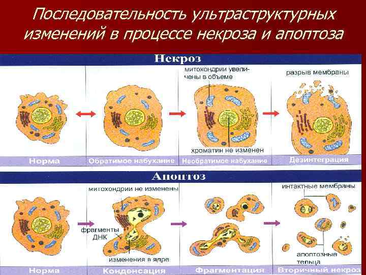 Последовательность ультраструктурных изменений в процессе некроза и апоптоза 