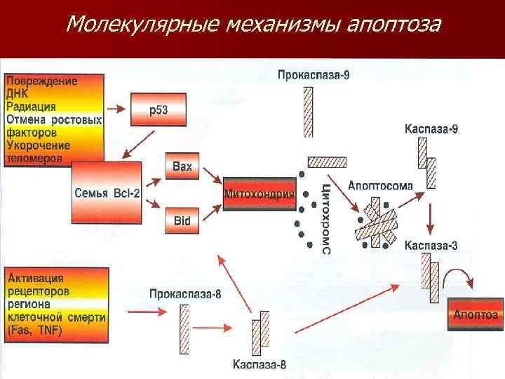 Молекулярные механизмы апоптоза 