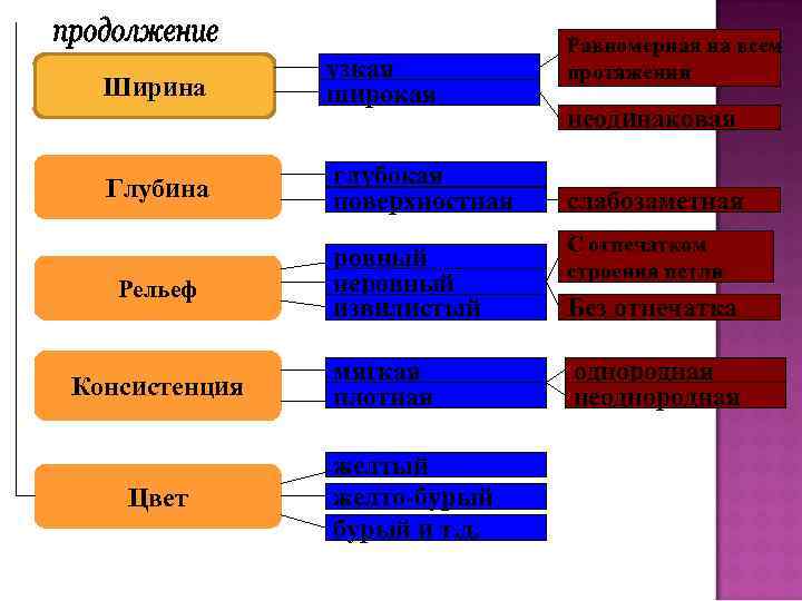 Ширина Глубина Рельеф Консистенция Цвет узкая широкая глубокая поверхностная Равномерная на всем протяжении неодинаковая