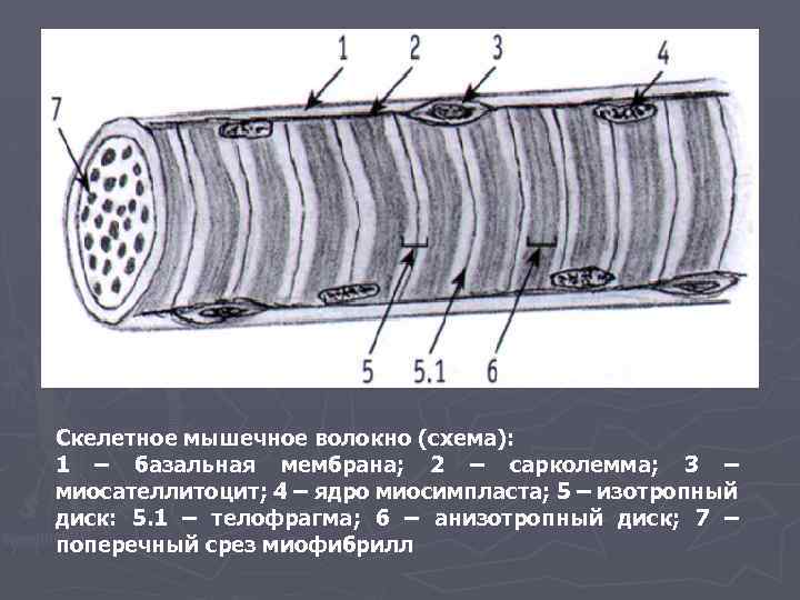 Скелетное мышечное волокно (схема): 1 – базальная мембрана; 2 – сарколемма; 3 – миосателлитоцит;