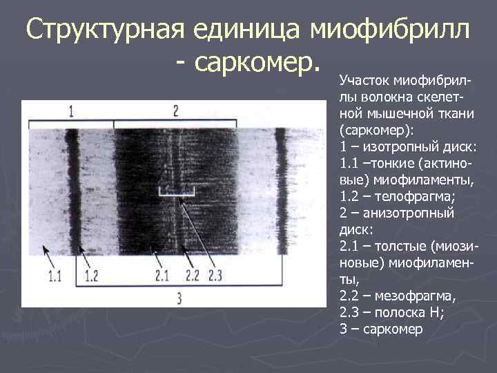 Структурная единица миофибрилл - саркомер. Участок миофибрил- лы волокна скелетной мышечной ткани (саркомер): 1
