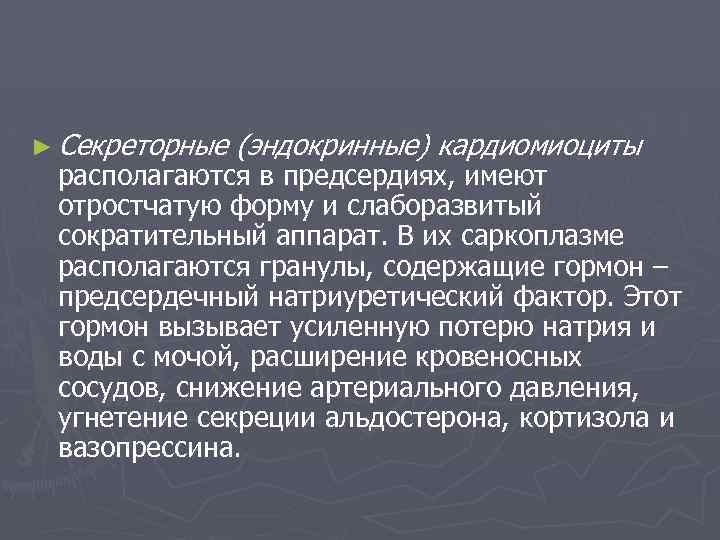 ► Секреторные (эндокринные) кардиомиоциты располагаются в предсердиях, имеют отростчатую форму и слаборазвитый сократительный аппарат.