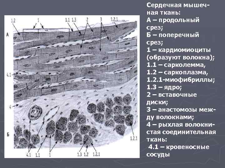 Сердечная мышечная ткань гистология рисунок