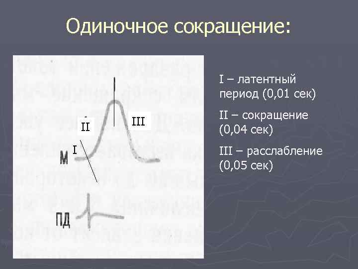 Одиночное сокращение: I – латентный период (0, 01 сек) II I II – сокращение