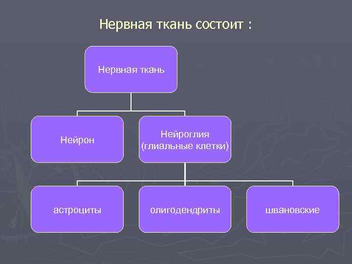 Нервная ткань состоит : Нервная ткань Нейрон Нейроглия (глиальные клетки) астроциты олигодендриты швановские 