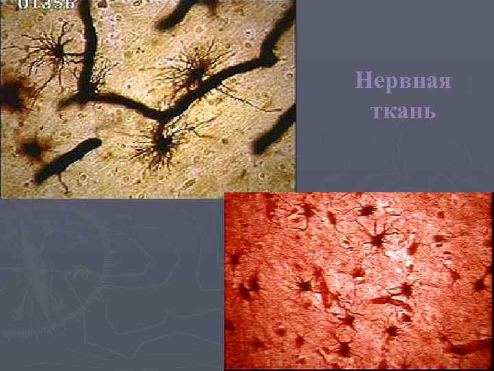 Нервная ткань 