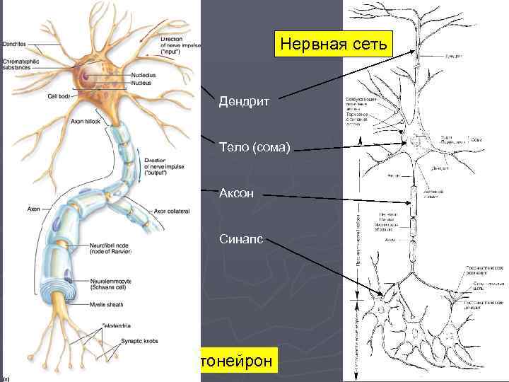 Нервная сеть Дендрит Тело (сома) Аксон Синапс Мотонейрон 