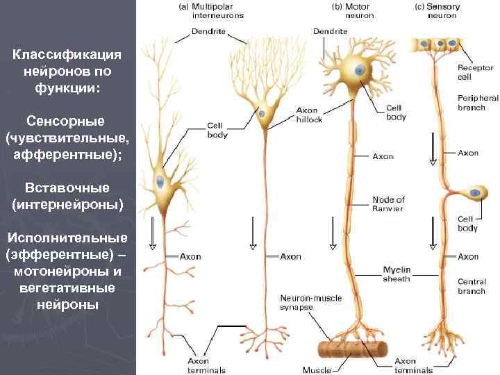 Классификация нейронов по функции: Сенсорные (чувствительные, афферентные); Вставочные (интернейроны) Исполнительные (эфферентные) – мотонейроны и