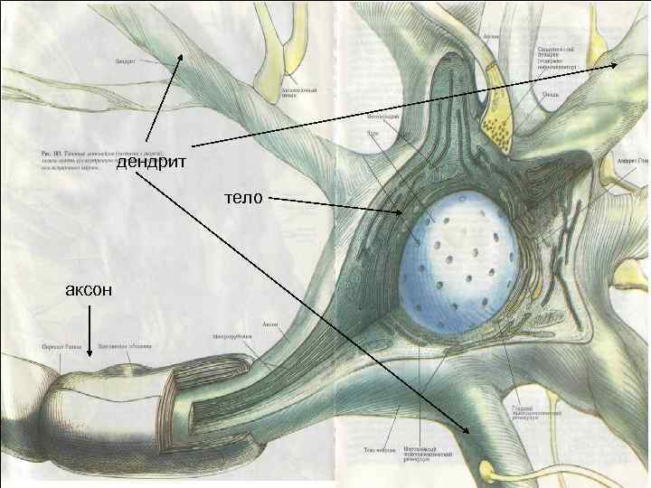 дендрит тело аксон 