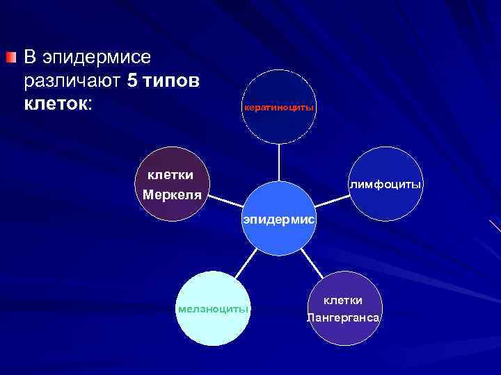 В эпидермисе различают 5 типов клеток: кератиноциты клетки Меркеля лимфоциты эпидермис меланоциты клетки Лангерганса
