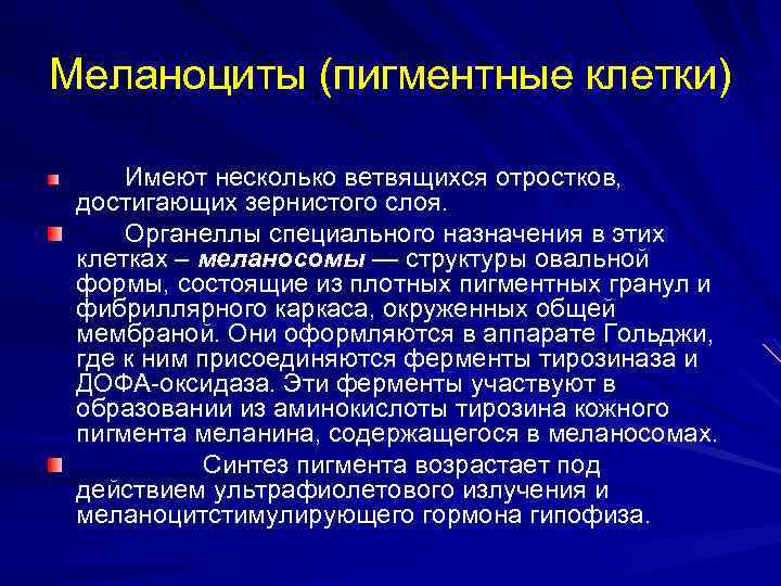 Меланоциты (пигментные клетки) Имеют несколько ветвящихся отростков, достигающих зернистого слоя. Органеллы специального назначения в