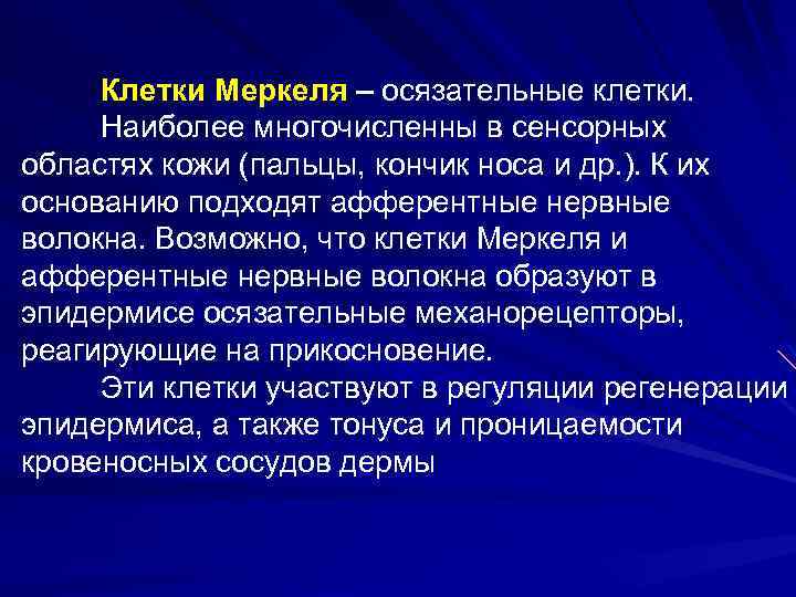 Клетки Меркеля – осязательные клетки. Наиболее многочисленны в сенсорных областях кожи (пальцы, кончик носа