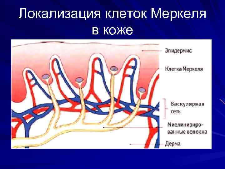 Локализация клеток Меркеля в коже 
