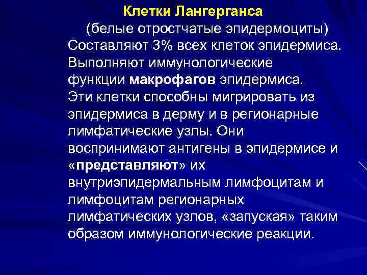 Клетки Лангерганса (белые отростчатые эпидермоциты) Составляют 3% всех клеток эпидермиса. Выполняют иммунологические функции макрофагов
