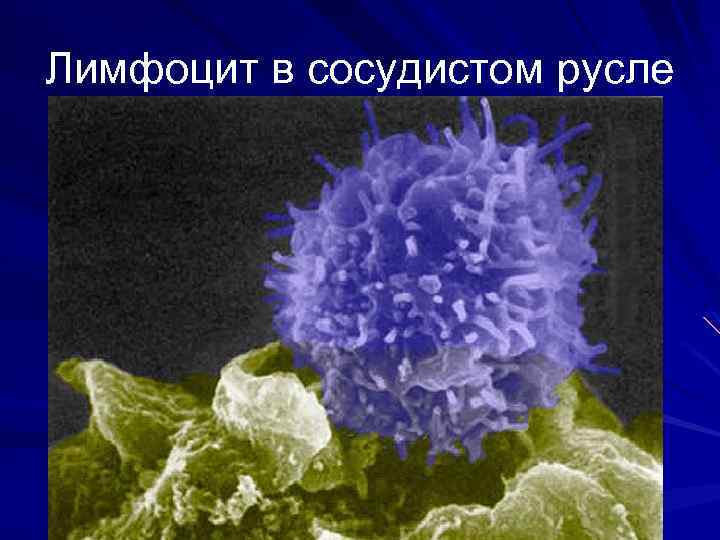 Лимфоцит в сосудистом русле 
