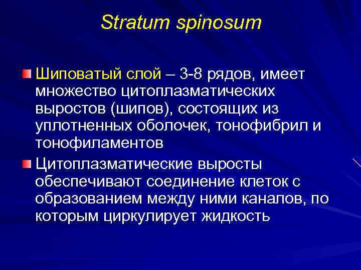 Stratum spinosum Шиповатый слой – 3 -8 рядов, имеет множество цитоплазматических выростов (шипов), состоящих