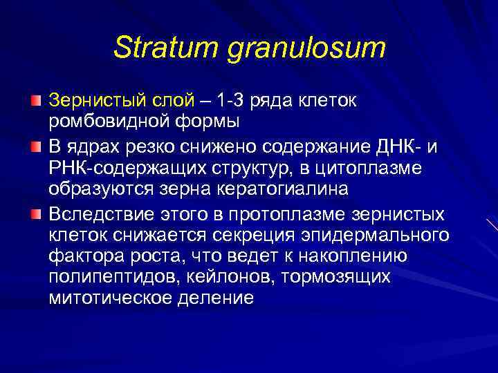 Stratum granulosum Зернистый слой – 1 -3 ряда клеток ромбовидной формы В ядрах резко