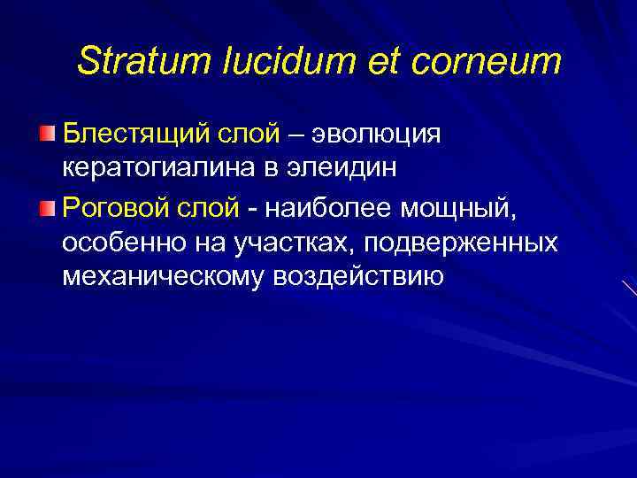 Stratum lucidum et corneum Блестящий слой – эволюция кератогиалина в элеидин Роговой слой -