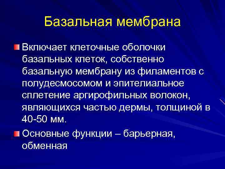 Базальная мембрана Включает клеточные оболочки базальных клеток, собственно базальную мембрану из филаментов с полудесмосомом