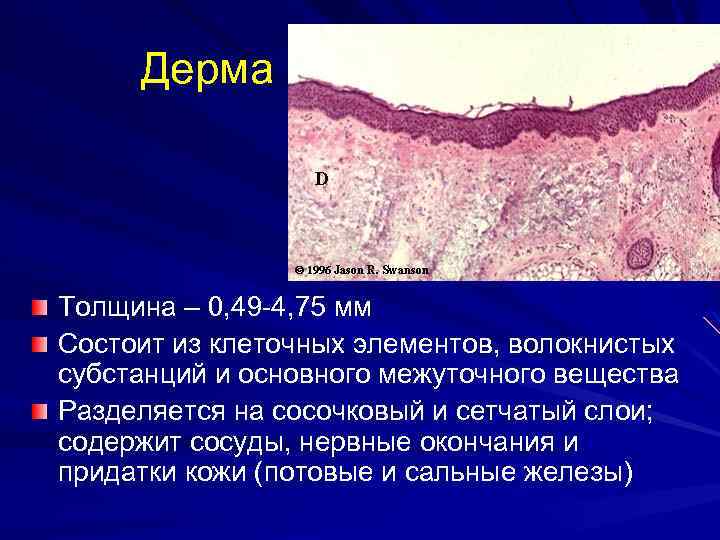 Дерма Толщина – 0, 49 -4, 75 мм Состоит из клеточных элементов, волокнистых