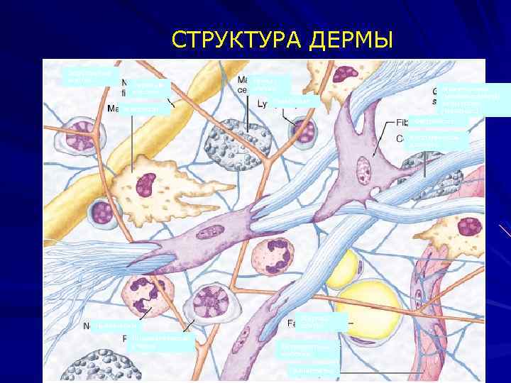 СТРУКТУРА ДЕРМЫ Эластичные волокна Нервные волокна Тучная клетка Лимфоцит Макрофаг Межуточное (межклеточное) вещество (матрикс)