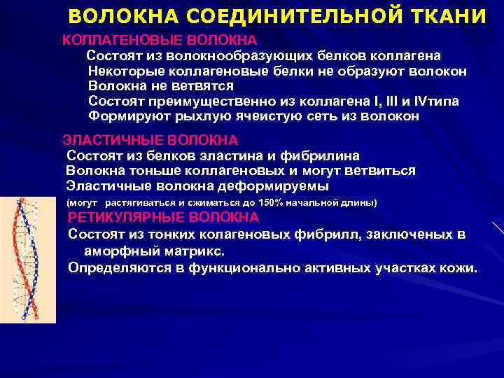 ВОЛОКНА СОЕДИНИТЕЛЬНОЙ ТКАНИ КОЛЛАГЕНОВЫЕ ВОЛОКНА Состоят из волокнообразующих белков коллагена Некоторые коллагеновые белки не