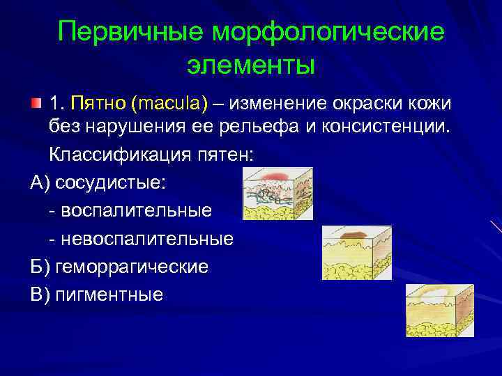 Первичные морфологические элементы 1. Пятно (macula) – изменение окраски кожи без нарушения ее рельефа