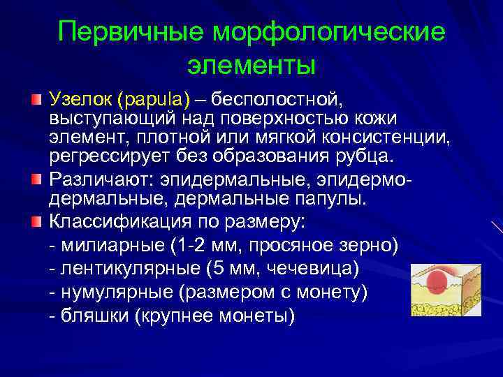 Первичные морфологические элементы Узелок (papula) – бесполостной, выступающий над поверхностью кожи элемент, плотной или
