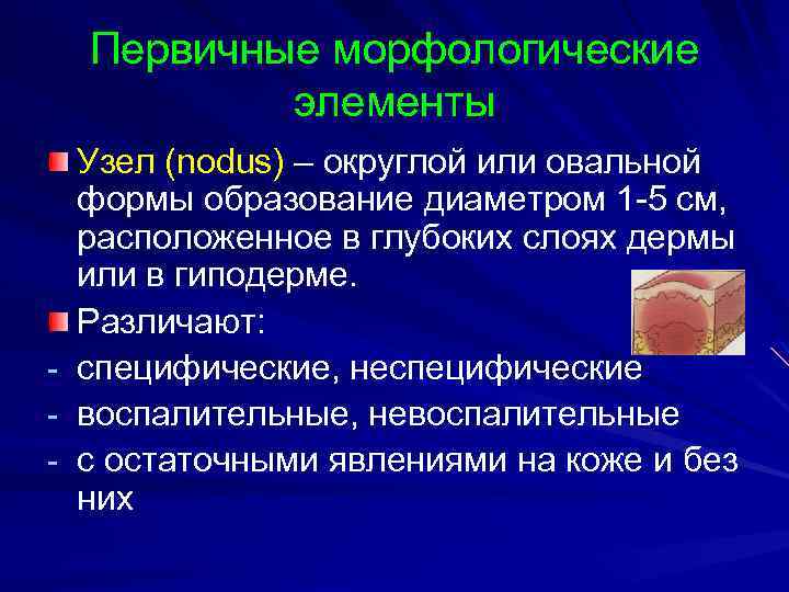 Первичные морфологические элементы Узел (nodus) – округлой или овальной формы образование диаметром 1 -5
