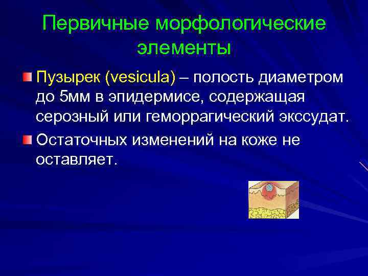 Первичные морфологические элементы презентация