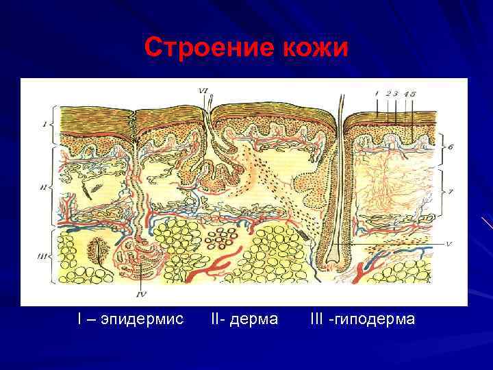 Рассмотрите рисунок 90 найдите эпидермис дерма и гиподерма расскажите об их строении и функциях