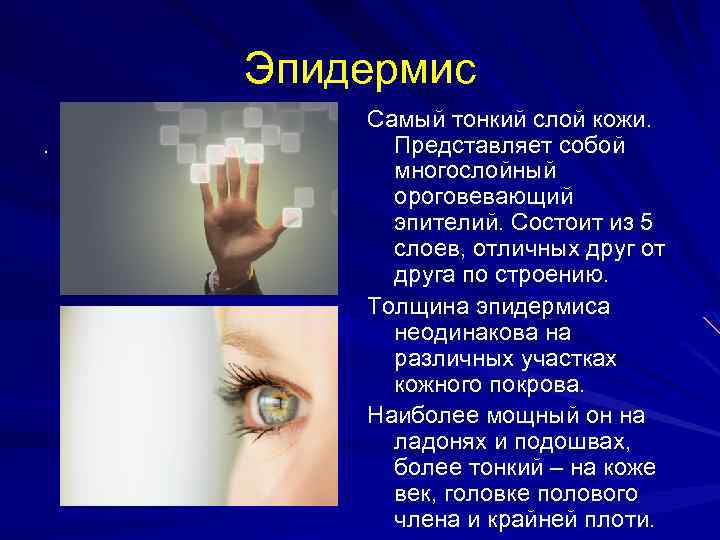 Эпидермис. Cамый тонкий слой кожи. Представляет собой многослойный ороговевающий эпителий. Состоит из 5 слоев,