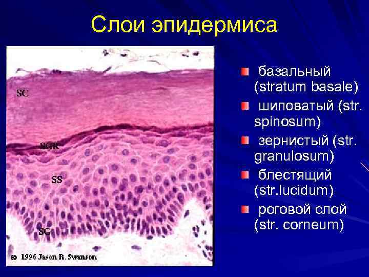 Слои эпидермиса базальный (stratum basale) шиповатый (str. spinosum) зернистый (str. granulosum) блестящий (str. lucidum)