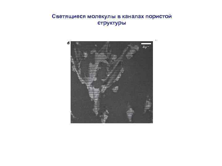 Светящиеся молекулы в каналах пористой структуры 