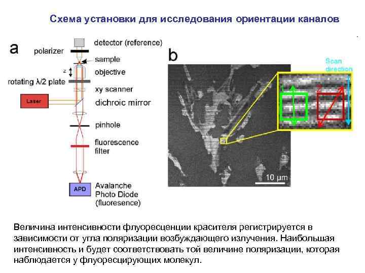 Схема установки для исследования ориентации каналов Величина интенсивности флуоресценции красителя регистрируется в зависимости от