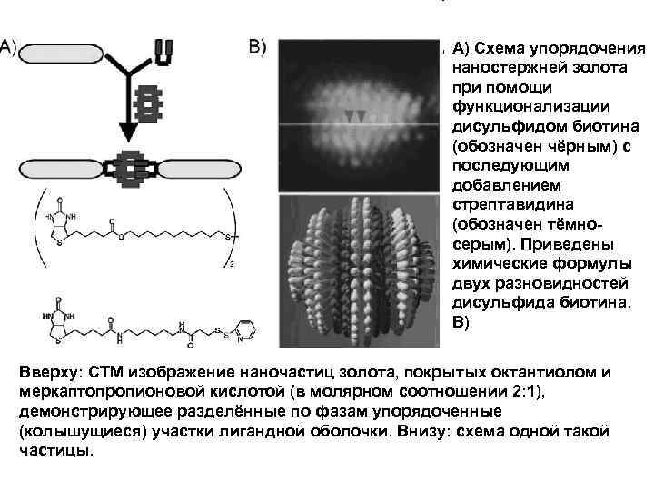 A) Схема упорядочения наностержней золота при помощи функционализации дисульфидом биотина (обозначен чёрным) с последующим