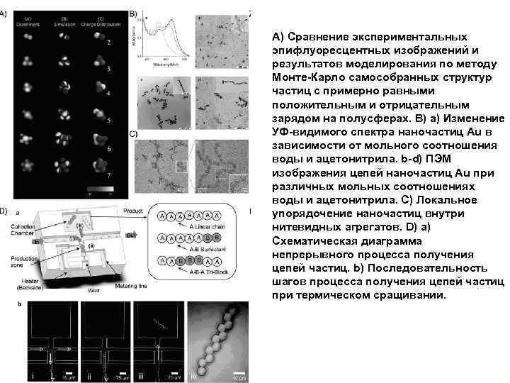 А) Сравнение экспериментальных эпифлуоресцентных изображений и результатов моделирования по методу Монте-Карло самособранных структур частиц