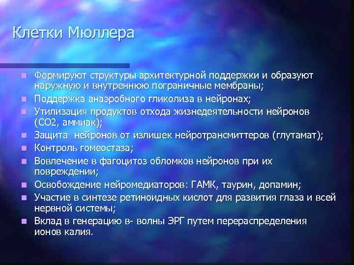 Клетки Мюллера n n n n n Формируют структуры архитектурной поддержки и образуют наружную