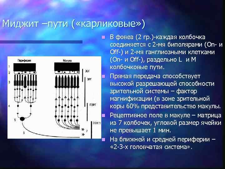 Миджит –пути ( «карликовые» ) n n В фовеа (2 гр. )-каждая колбочка соединяется