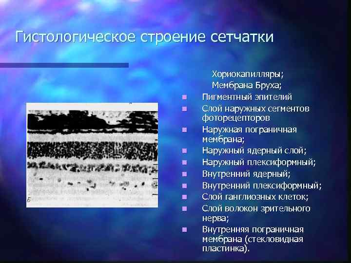 Гистологическое строение сетчатки n n n n n Хориокапилляры; Мембрана Бруха; Пигментный эпителий Слой