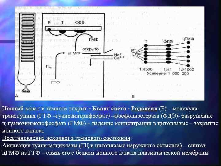 Ионный канал в темноте открыт - Квант света - Родопсин (Р) – молекула трансдуцина