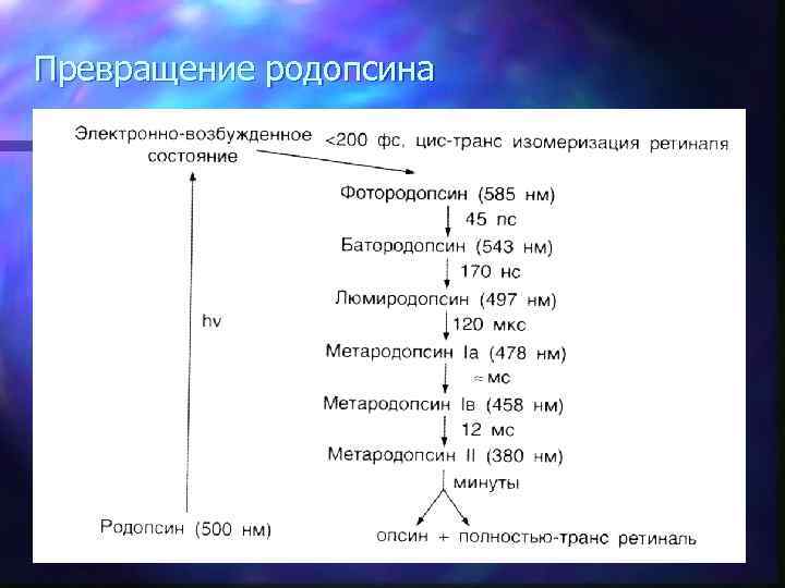 Превращение родопсина 