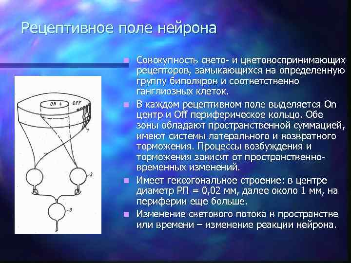 Рецептивное поле