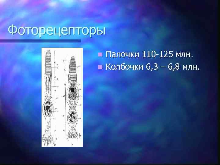Фоторецепторы Палочки 110 -125 млн. n Колбочки 6, 3 – 6, 8 млн. n