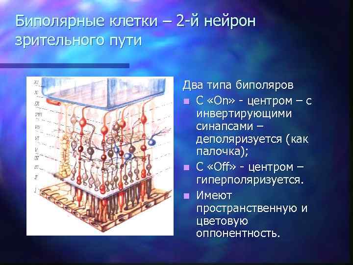 Биполярные клетки – 2 -й нейрон зрительного пути Два типа биполяров n С «On»